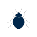 bed bugs
