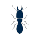 termites