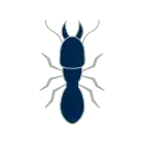 termites